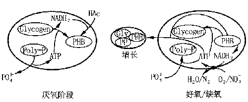 欧洲城市污水处理技术新概念--可持续生物除磷脱氮工艺(上)